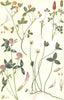 CLOVERS. Alsike Clover; Crimson Clover; Red Clover; White Clover 1912 print