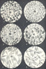CLOVER SEEDS.Alsike;Yellow;White;Red Grasses;Crested Dog's-tail;Cocksfoot 1912