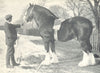CLYDESDALE STALLION. 
