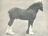 CLYDESDALE STALLION. 