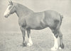 HORSES. Clydesdale Mare-