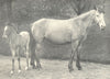 HORSES. Typical Connemara Pony with Foal by an Arab Horse 1912 old print