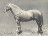 HORSES. Dales Pony Stallion-