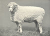 SHEEP. Cotswold Ram-