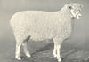 SHEEP. Cotswold Shearling Ewe, One of 1st prize pen at RASE. show, 1908 1912