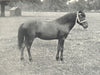 HORSES. Dartmoor Pony Stallion-