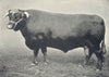 DEVON BULL. 