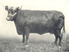 DEVON COW. 