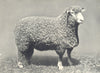 SHEEP. Devon Long-Woolled Ram, Breed champion all leading shows 1908 1912