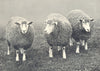 SHEEP. Devon Long-Woolled Ewes, 1st prize winners at RASE. show, 1908 1912