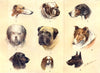 BRITISH DOGS. Greyhound Bulldog Foxhound Sheep Dog Mastiff Collie Spaniel 1912