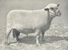 SHEEP. Dorset Down Ram, 1st At Bath and West of England show, 1908 1912 print