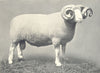 SHEEP. Dorset Shearling Ram, Winner of 1st prize at RASE. show, 1908 1912