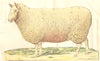 ANATOMICAL MODEL OF A SHEEP.Folds out to show Skeleton Nerves Organs Muscle 1912