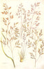 FESCUE GRASSES. Meadow, Hard, Various-leaved, Tall, Sheep's Fescue 1912 print
