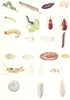 INSECTS. Entomology – I; Insects – Larvae, Pupae, and Ova 1912 old print