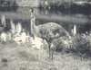BIRDS. Emu 1912 old antique vintage print picture