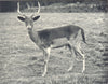 DEER. Fallow Deer 1912 old antique vintage print picture