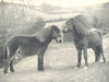 HORSES. Exmoor Pony Stallions (Acland Type) 1912 old antique print picture