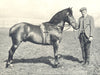 HORSES. Fell Pony Stallion-