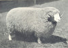 SHEEP. Exmoor Shearling Ram, winner prize, Bath W England show, 1908 1912