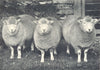SHEEP. Exmoor Horn Yearling Ewes (Shorn) prize winners RASE. show, 1907 1912