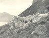 SCOTLAND. Sheep-Farming in the Highlands; on the mountains 1912 old print