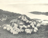 SCOTLAND. Sheep-Farming in the Highlands; by the sea 1912 old antique print