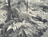 FARMING. Fernery in Greenhouse 1912 old antique vintage print picture