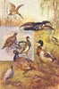 GAME BIRDS. Snipe Ortolan Grouse Plover Pheasant Partridge Quail Woodcock 1912