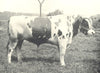 CATTLE. Typical Friesian Bull 1912 old antique vintage print picture