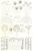 FUNGI. Fig. 1-Moulds; Fig. 2-Hyphae of Parasitic Fungi 1912 old antique print