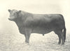 GALLOWAY BULL. 