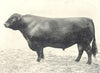 CATTLE. Galloway Bull 
