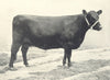 GALLOWAY COW. 