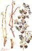 AMERICAN GOOSEBERRY MILDEW. Winter condition. Green, red-fruited 1912 print