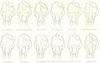COWS. Guenon System; Flandrine; Selvage; Curveline; Bicorn; Demijohn; Thigh 1912