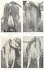 COWS ESCUTCHEONS. Guenon System; Flandrine; Curveline; Selvage 1912 old print