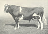 CATTLE. Guernsey Bull 