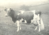 CATTLE. Guernsey Cow 