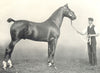 HORSES. Hackney Stallion-