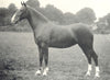 HORSES. Hackney Mare-