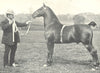 HORSES. Hackney Pony Stallion-