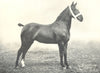 HORSES. Hackney Pony Mare-