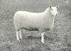SHEEP. Half-Bred Ewe winner prize president's medial. A. S. show, 1907 1912