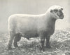 SHEEP. Hampshire down Shearling Ram 1st prize winner, RASE. show, 1909 1912