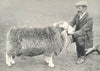 SHEEP. Herdwick Ram-