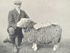 SHEEP. Herdwick Ewe winner of three 1st prizes, Fell Dales show, 1909 1912