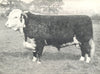 CATTLE. Hereford Bull 