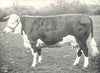 CATTLE. Hereford Heifer 